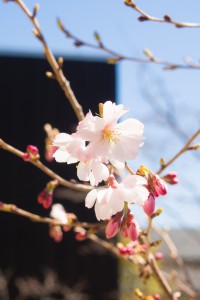 Sure桜、開花！！