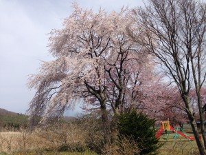 「軽井沢にも春が来ましたよ🌸」